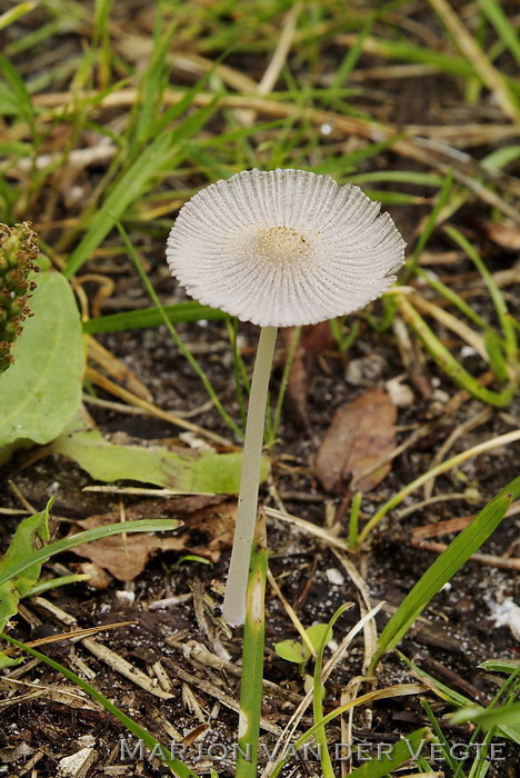 Kleine viltinktzwam - Coprinellus xanthothrix