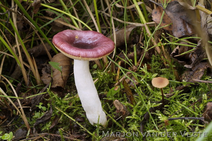 Kleine berkenrussula - Russula nitida