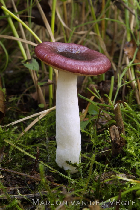 Kleine berkenrussula - Russula nitida