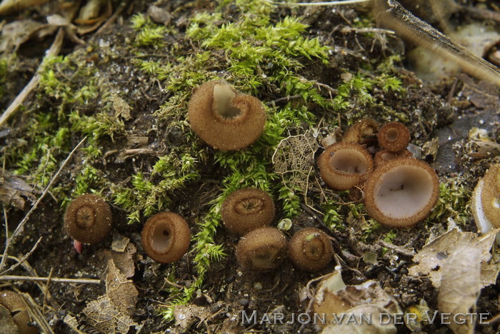 Kleine bruine bekerzwam - Humaria hemisphaerica