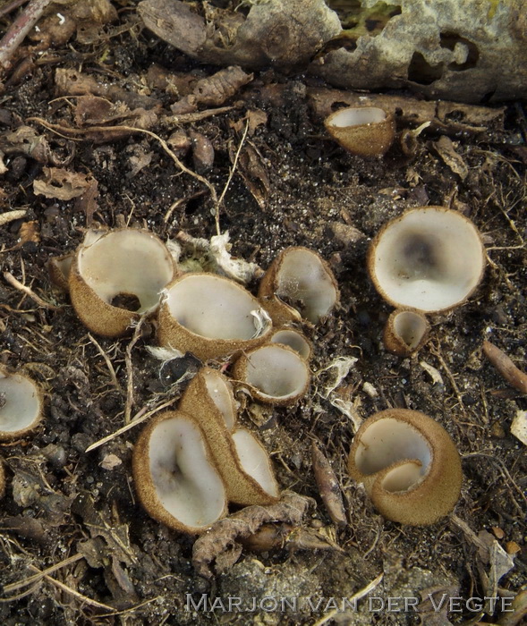 Kleine bruine bekerzwam - Humaria hemisphaerica