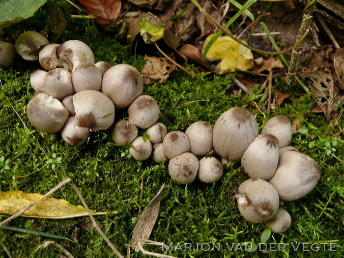 Kleine kale inktzwam - Coprinopsis acuminatus