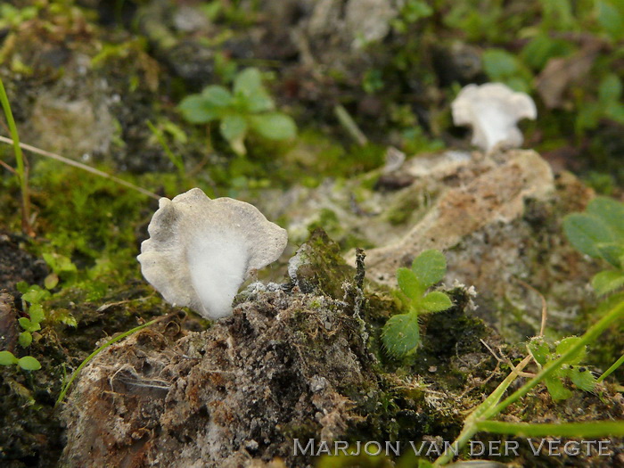 Schelptrechtertje - Omphalina acerosa