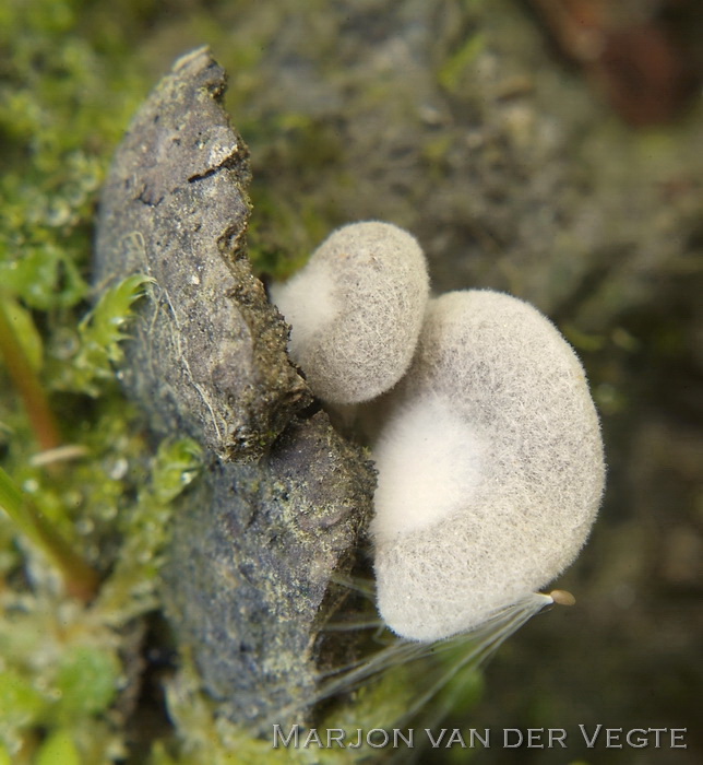 Schelptrechtertje - Omphalina acerosa