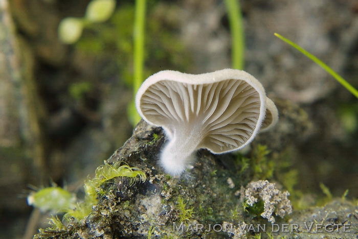 Schelptrechtertje - Omphalina acerosa