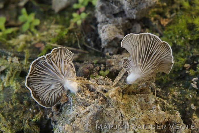 Schelptrechtertje - Omphalina acerosa