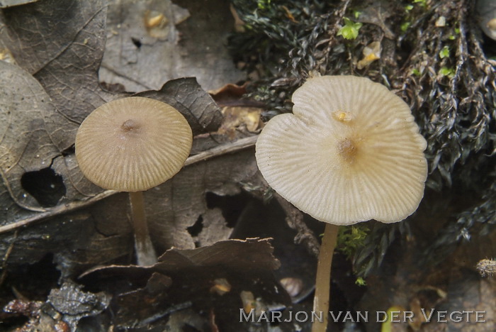 Kleine satijnzwam - Entoloma minutum