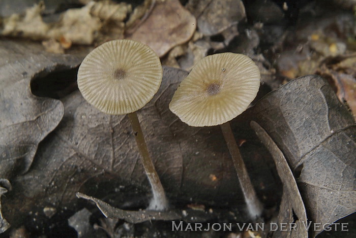 Kleine satijnzwam - Entoloma minutum