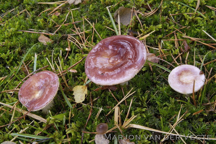 Bonte berkenrussula - Russula versicolor