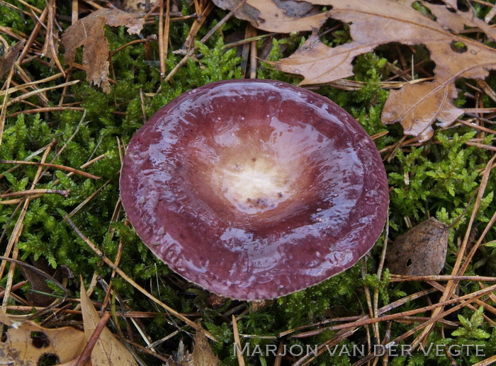 Bonte berkenrussula - Russula versicolor