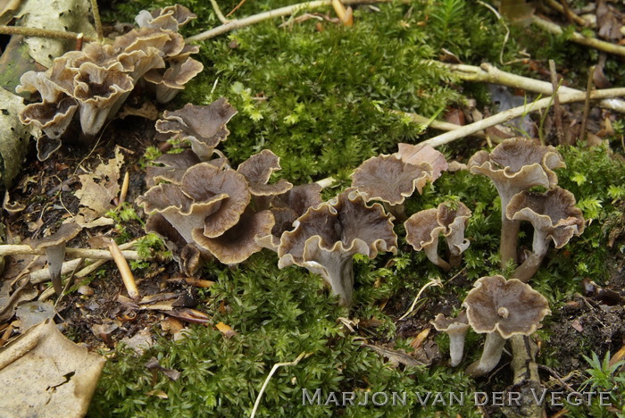 Kleine trompetzwam - Pseudocraterellus undulatus