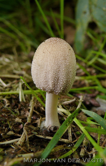 Kleine viltinktzwam - Coprinellus xanthothrix