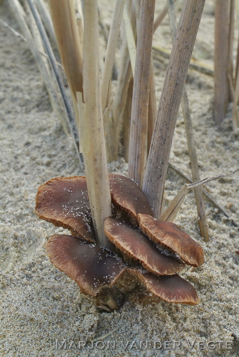 Kleinporig kaalkopje - Deconica micropora