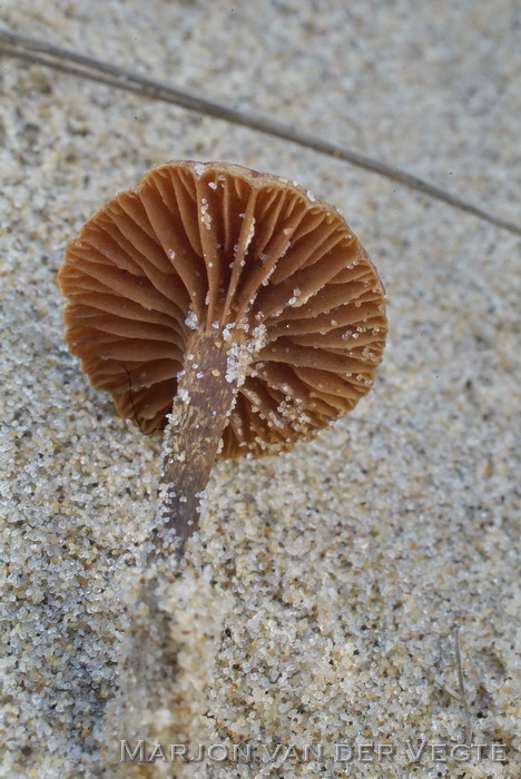 Kleinporig kaalkopje - Deconica micropora