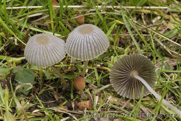 Geelbruin plooirokje - Parasola leiocephala