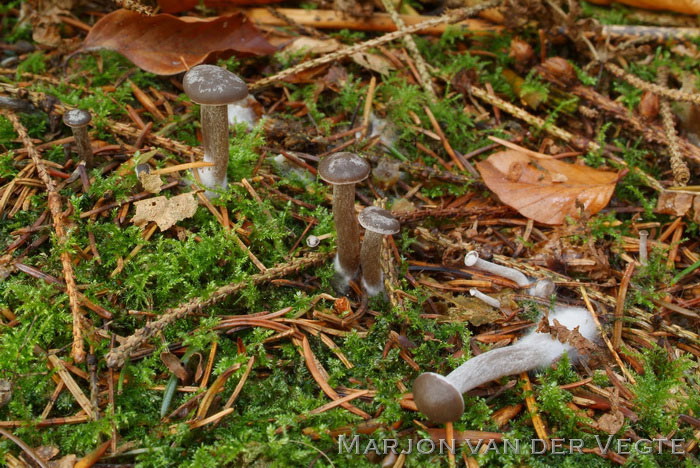 Kleinsporige trechterzwam - Clitocybe ditopa