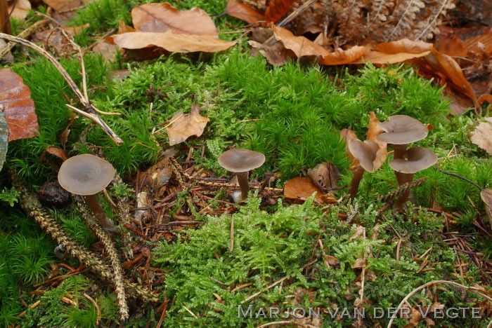 Kleinsporige trechterzwam - Clitocybe ditopa