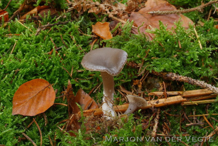 Kleinsporige trechterzwam - Clitocybe ditopa