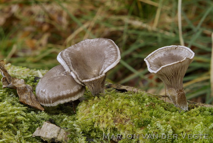 Kleinsporige trechterzwam - Clitocybe ditopa