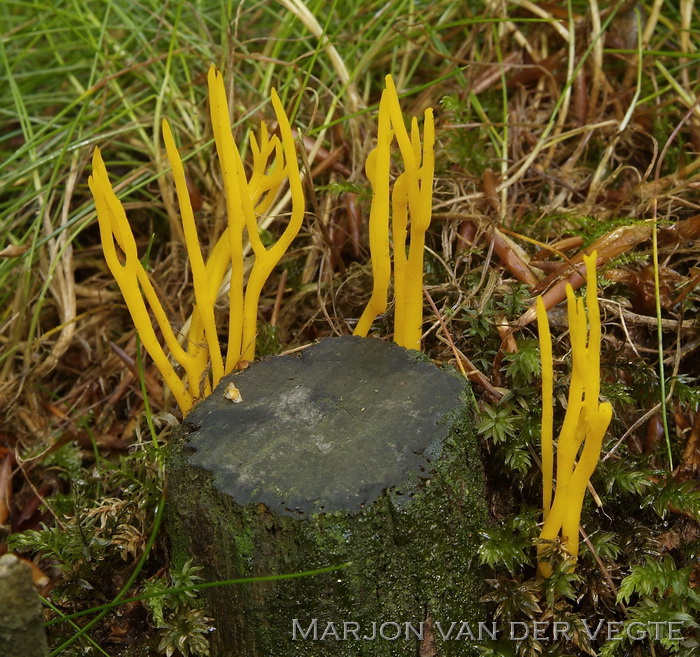 Kleverig koraalzwammetje - Calocera viscosa