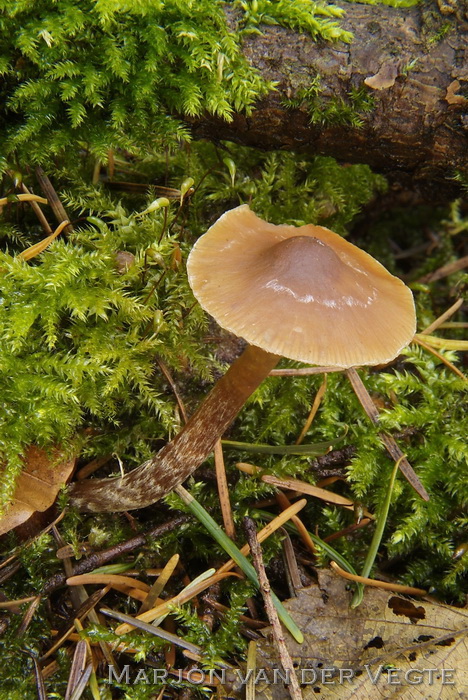 Naaldbos mosklokje - Galerina sideroides