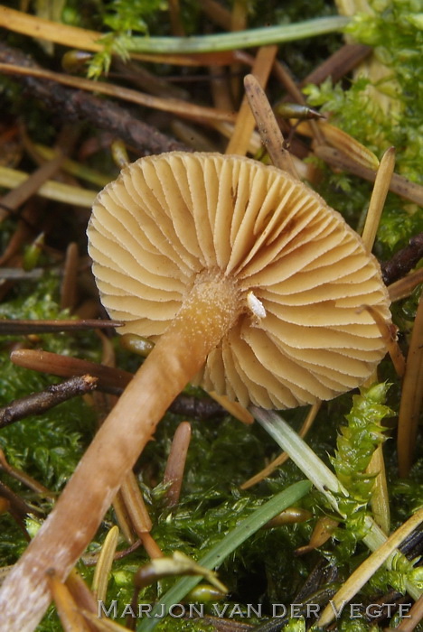 Naaldbos mosklokje - Galerina sideroides