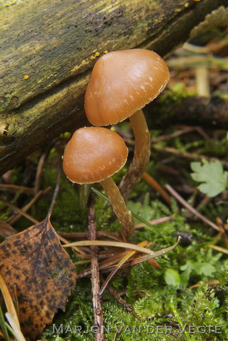 Naaldbos mosklokje - Galerina sideroides