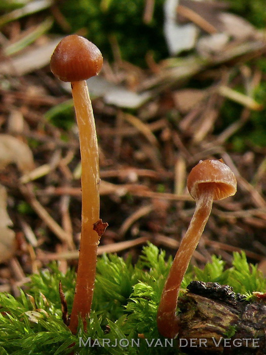 Naaldbos mosklokje - Galerina sideroides