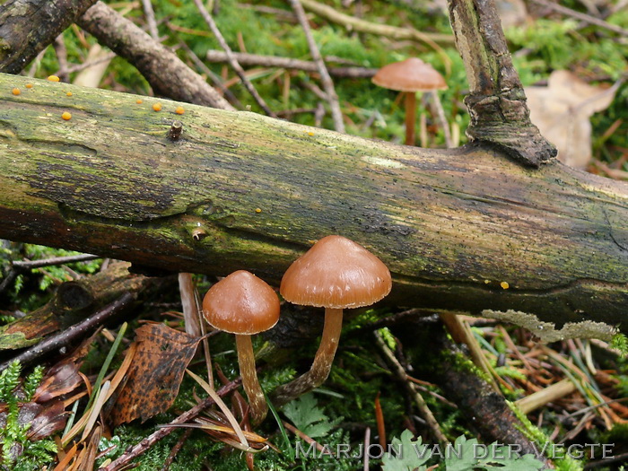 Naaldbos mosklokje - Galerina sideroides