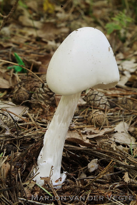 Kleverige amaniet - Amanita virosa