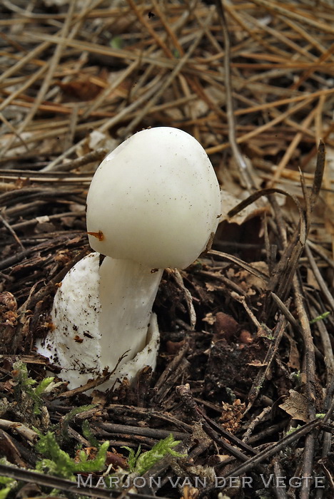 Kleverige amaniet - Amanita virosa