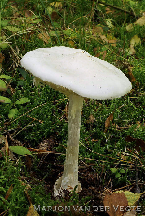 Kleverige amaniet - Amanita virosa