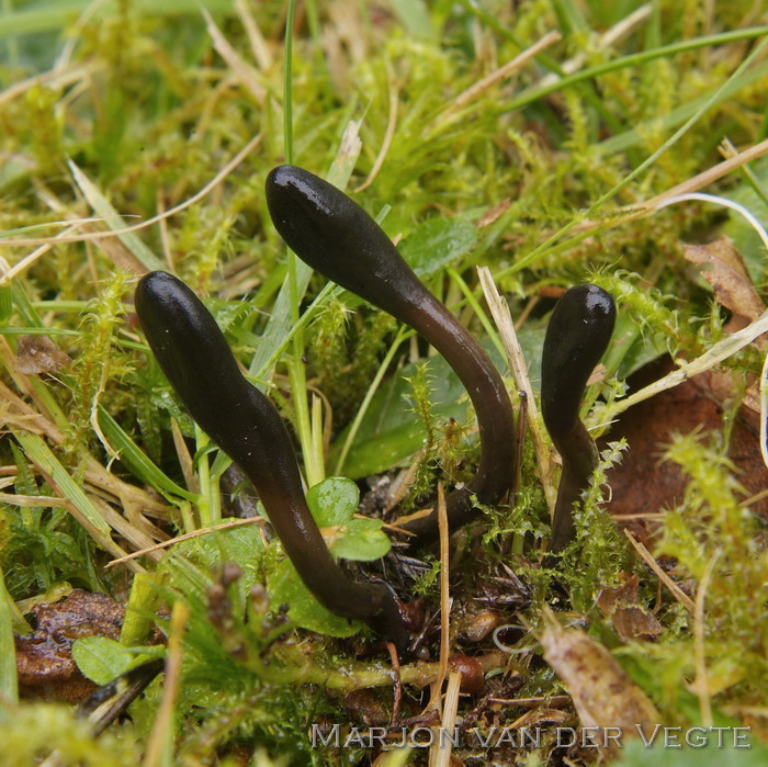 Kleverige aardtong - Geoglossum glutinosum