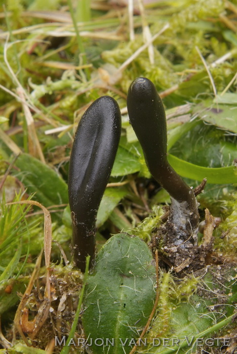 Kleverige aardtong - Geoglossum glutinosum