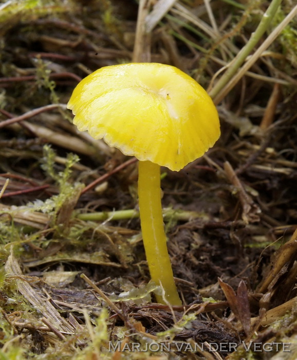 Hooilandwasplaat - Hygrocybe glutinipes