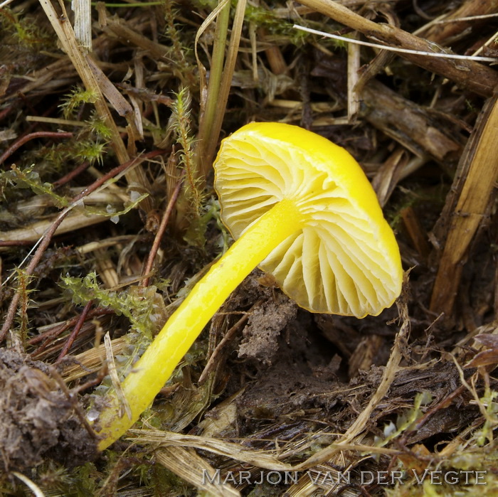 Hooilandwasplaat - Hygrocybe glutinipes