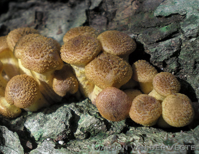 Knolhoningzwam - Armillaria lutea