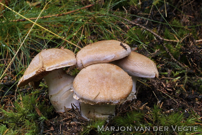 Knollige gordelsteelgordijnzwam - Cortinarius privignoides