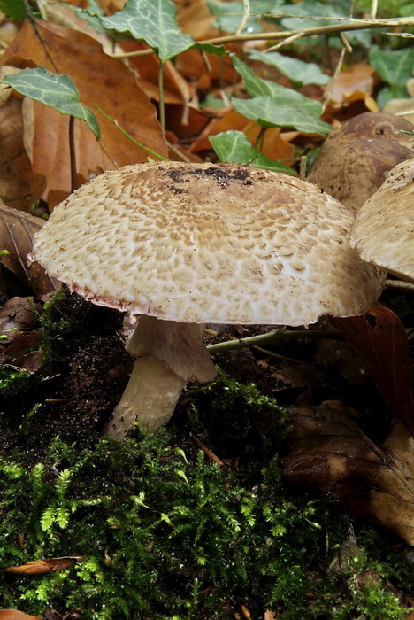 Knolloze boschampignon - Agaricus langei