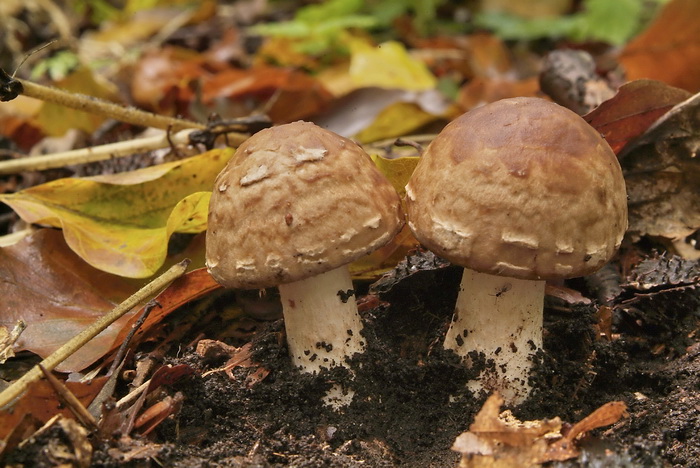 Knolloze boschampignon - Agaricus langei