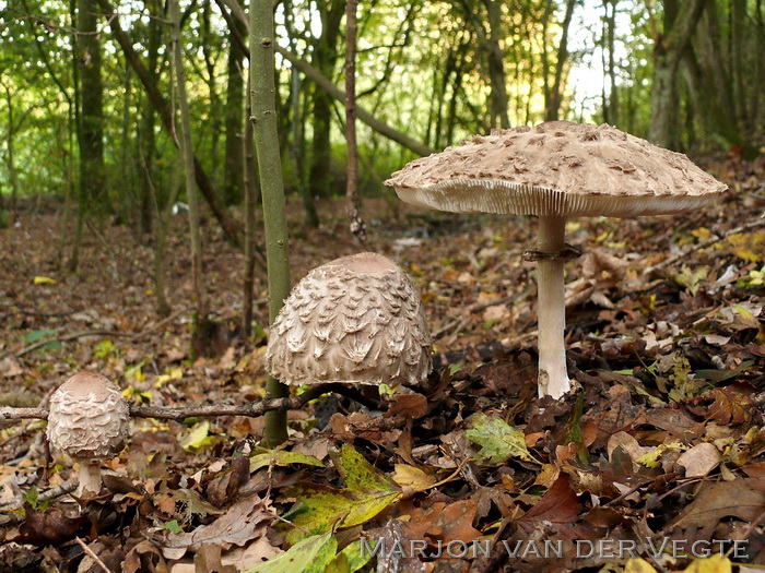 Sombere knolparasolzwam - Chlorophyllum olivieri