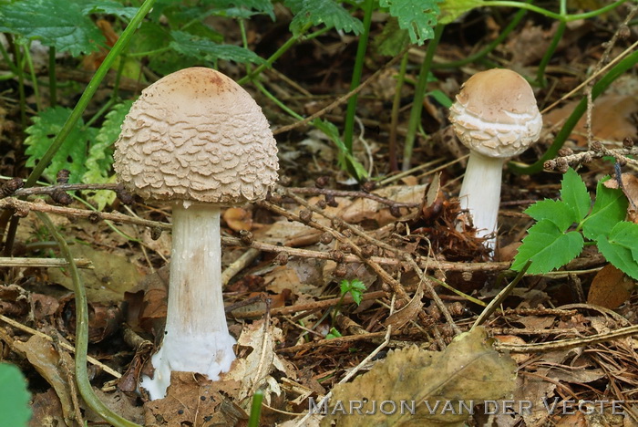 Knolparasolzwam - Chlorophyllum rhacodes