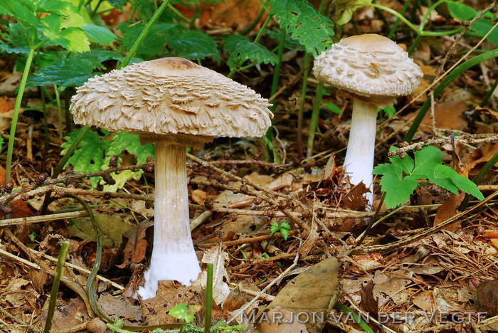 Knolparasolzwam - Chlorophyllum rhacodes