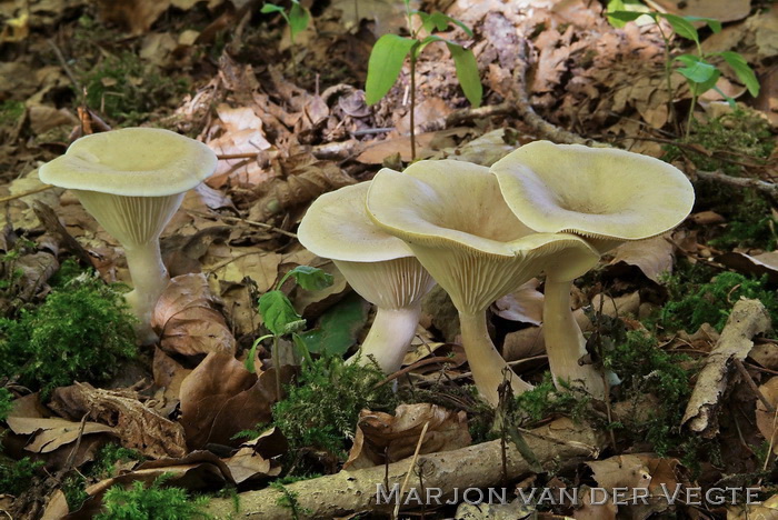 Knotsvoettrechterzwam - Clitocybe clavipes