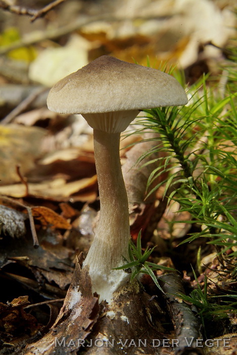 Knotsvoettrechterzwam - Clitocybe clavipes