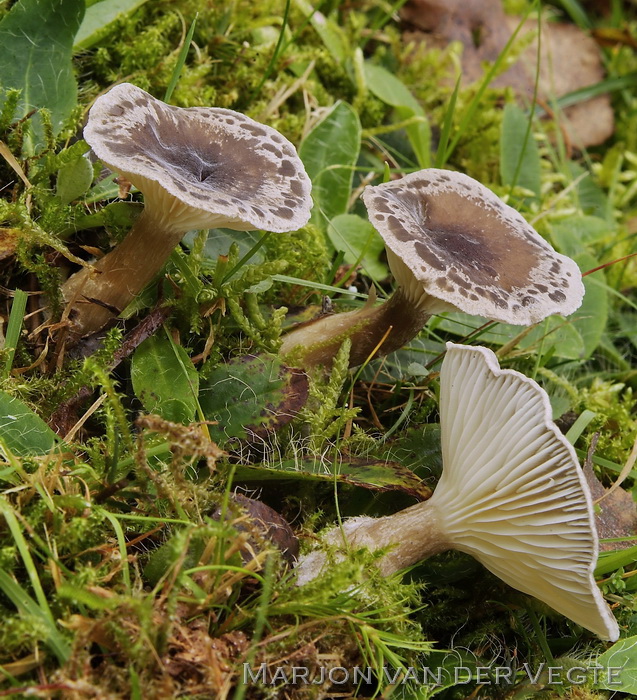 Knotsvoettrechterzwam - Clitocybe clavipes