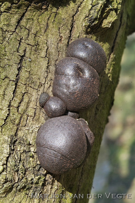 Kogelhouts koolzwam - Daldinia concentrica