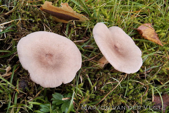 Kokosmelkzwam - Lactarius glyciosmus