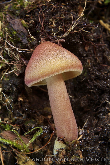 Koningsmantel - Tricholomopsis rutilans