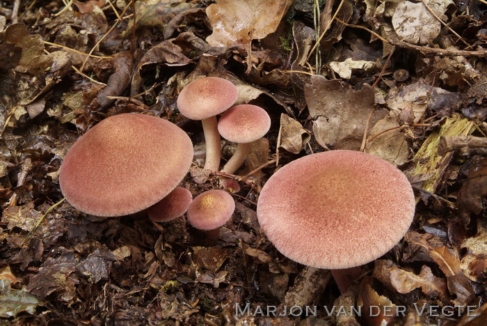 Koningsmantel - Tricholomopsis rutilans